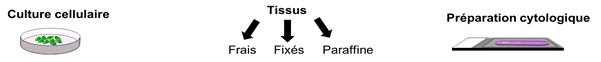 Protocoles plateforme
